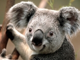 Avatar de pajaro blanco