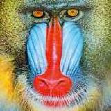 Avatar de Mandril