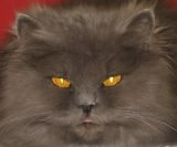Avatar de tuxa
