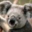 Avatar de pajaro blanco