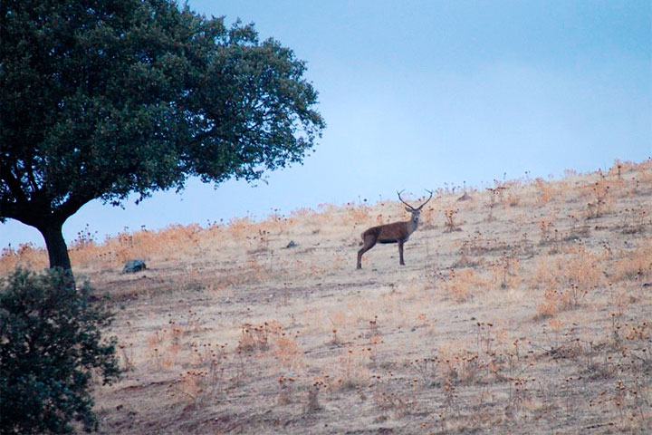 La berrea de los venados puede observarse durante septiembre y octubre.